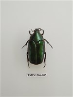 藏品(金龜子科(十二))的圖片